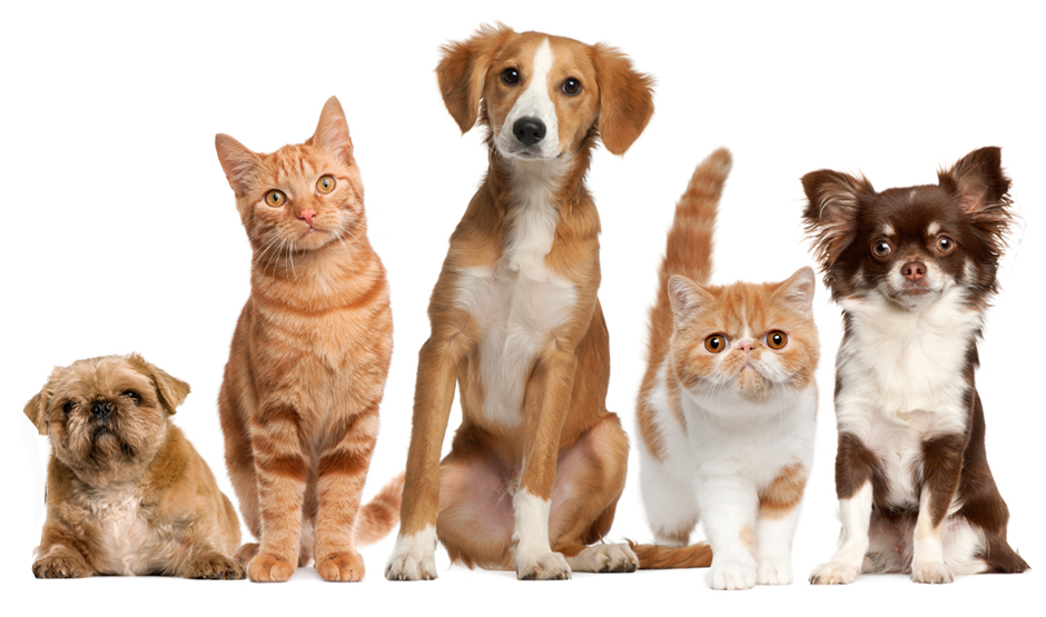 Tela de proteção para gatos: por que investir?